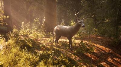 Screenshot of Morels: The Hunt