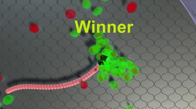 Screenshot of Snekteks