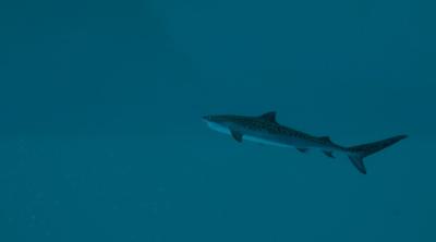 Capture d'écran de Ultimate Fishing Simulator 2