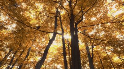 Screenshot of Wanderness